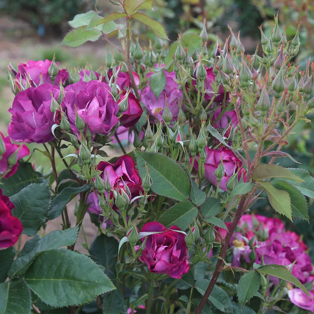 Purple Lavender Shrub Rose Bush G783