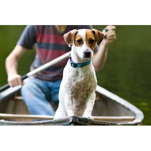 Dog Collar P6476