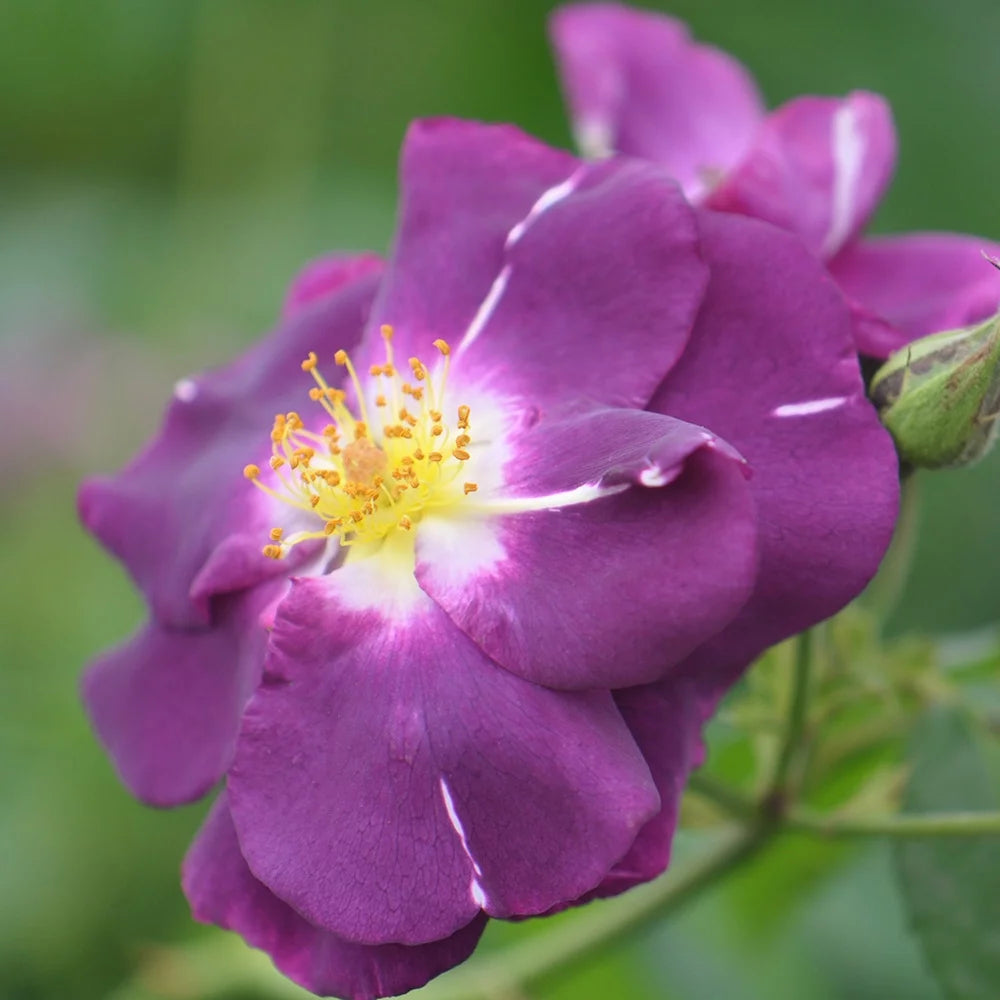 Purple Lavender Shrub Rose Bush G783