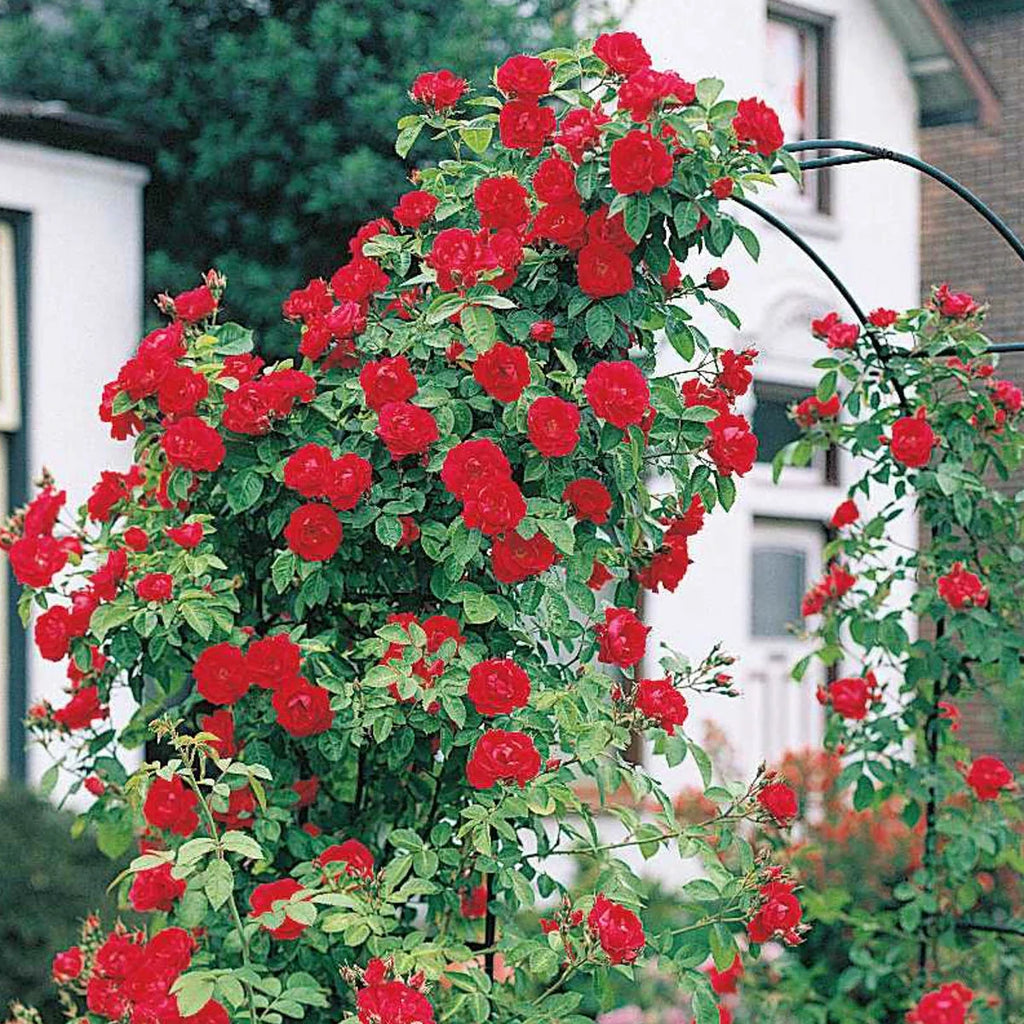 Bare Root Climbing Rose V81556