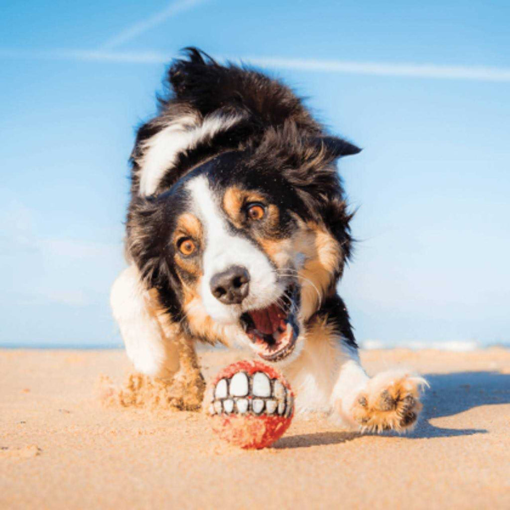 Dog Toy P7617
