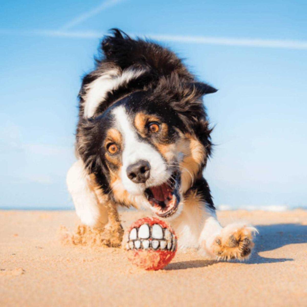 Dog Toy P7617