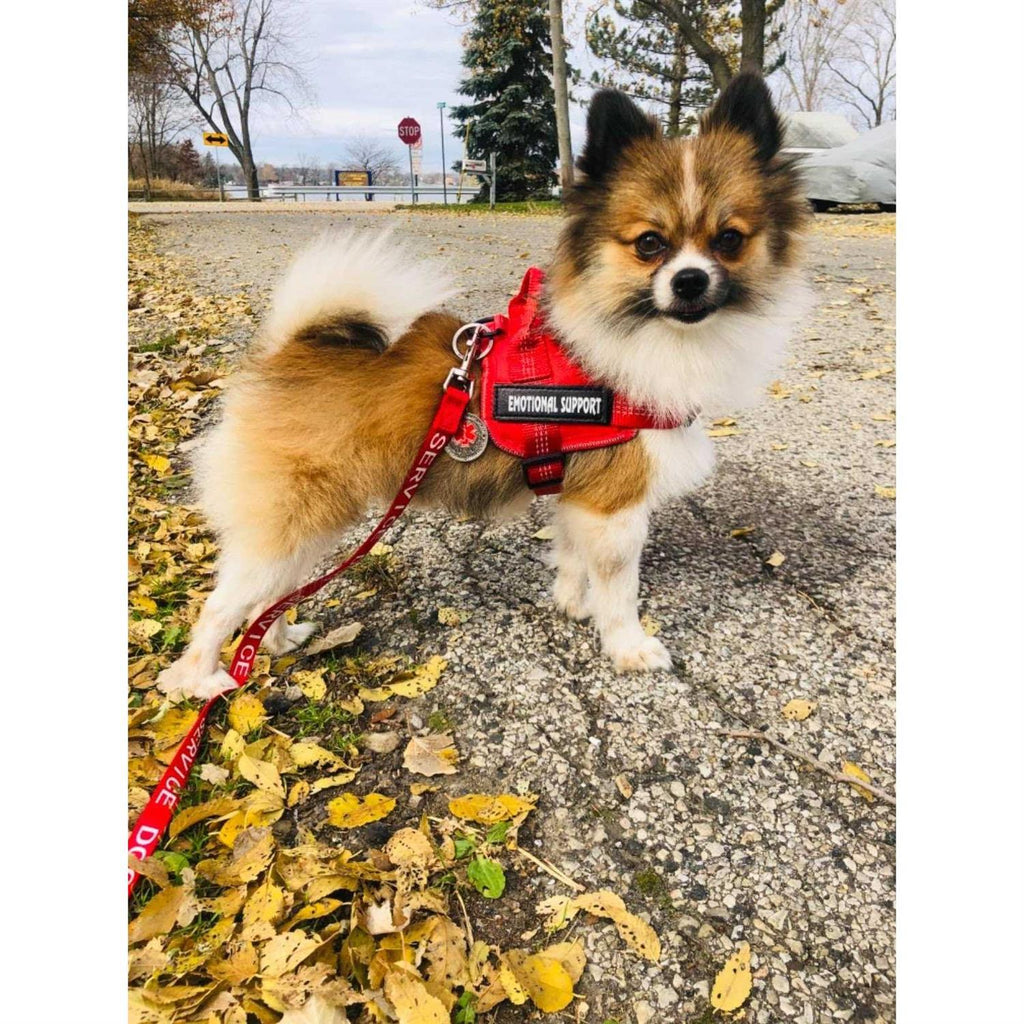 Reflective Breathable Adjustable No-Pull Dog Harness S485