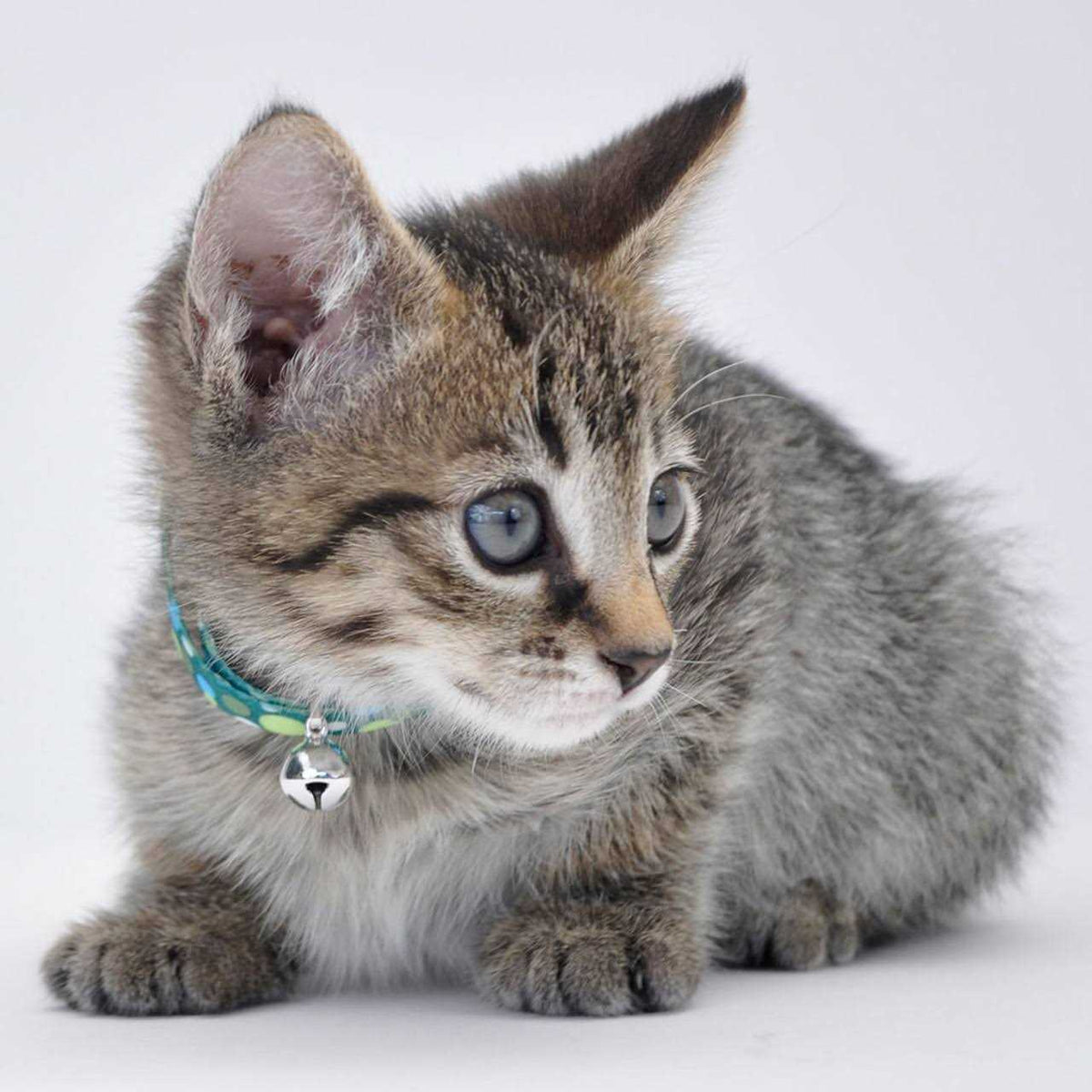 Adjustable Breakaway Kitten Collar S313
