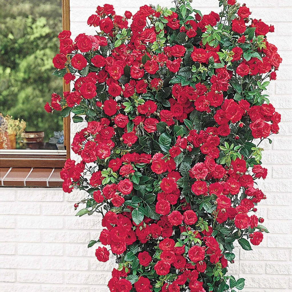 Bare Root Climbing Rose V81556