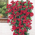 Bare Root Climbing Rose V81556
