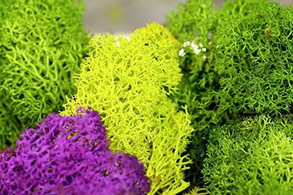 Preserved Reindeer Moss 3lb Chartreuse T81809