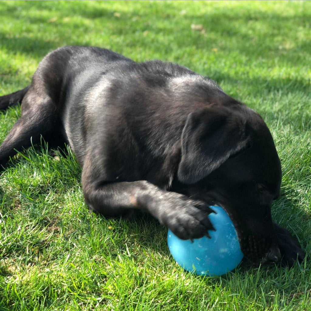 Dog Toy J62202