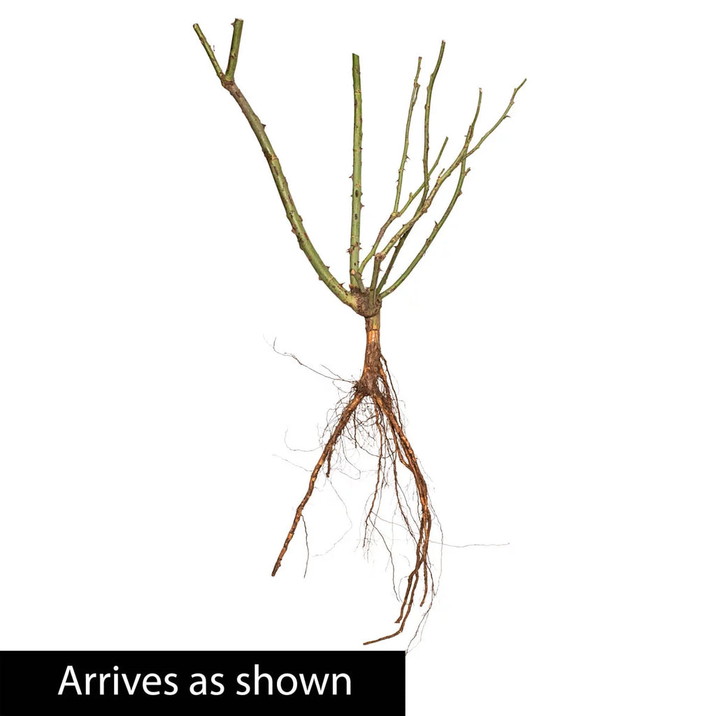 Bare Root Climbing Rose V81556