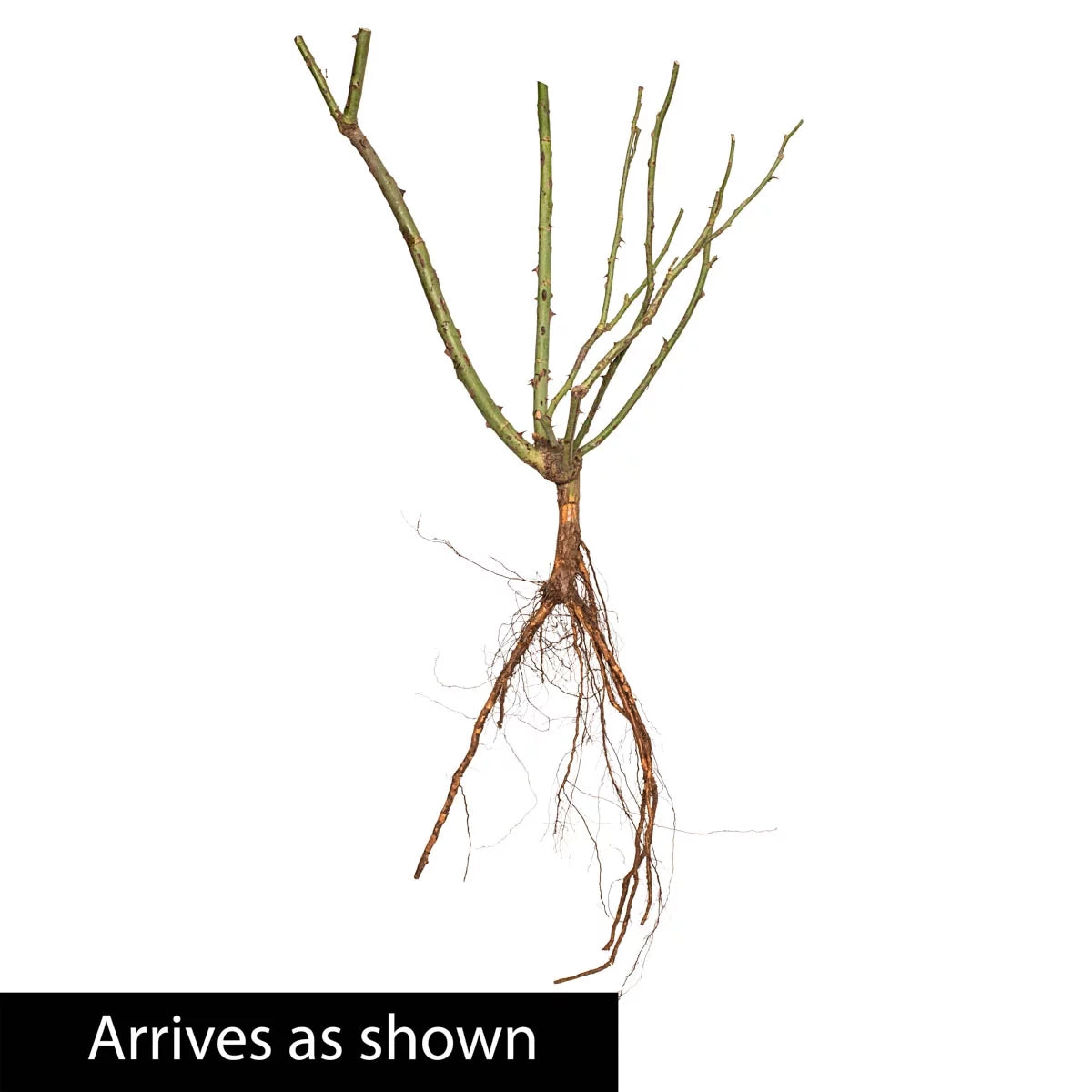 Bare Root Climbing Rose V81556