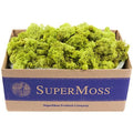 Preserved Reindeer Moss 3lb Chartreuse T81809