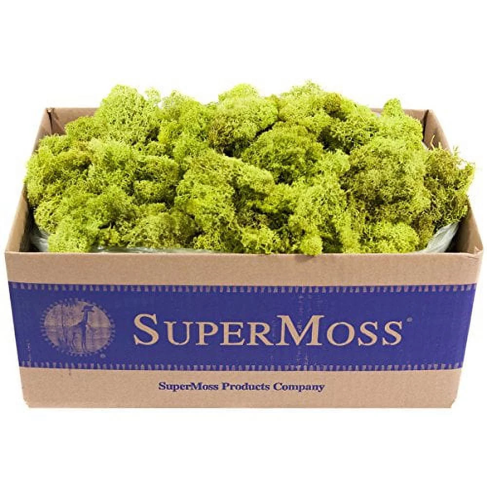 Preserved Reindeer Moss 3lb Chartreuse T81809