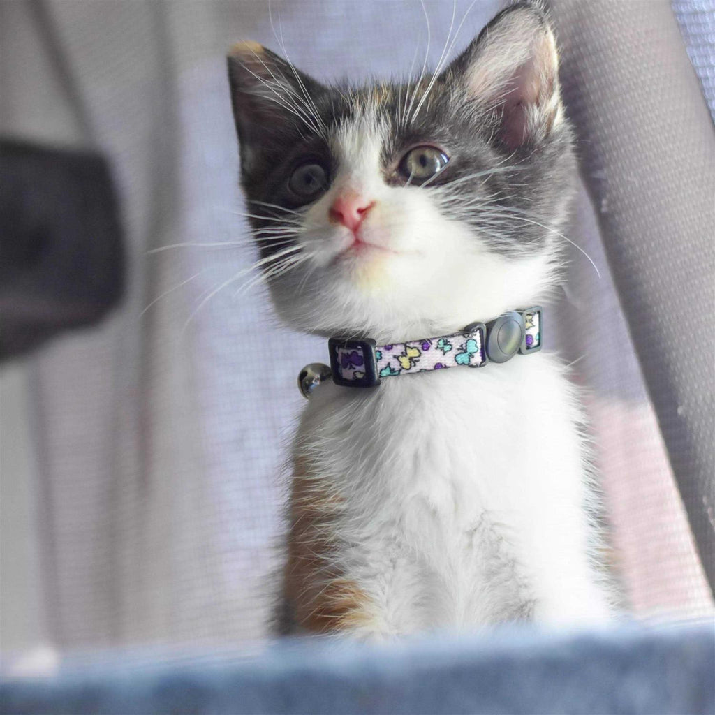 Adjustable Breakaway Kitten Collar S313