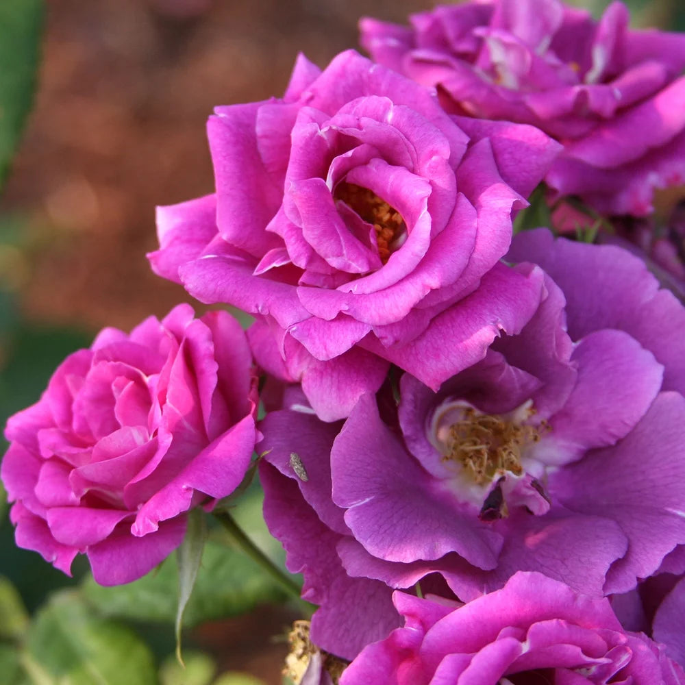 Purple Lavender Shrub Rose Bush G783