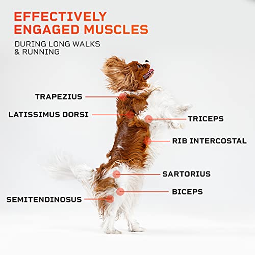 Dog Treadmill for Small & Medium Dogs S45100