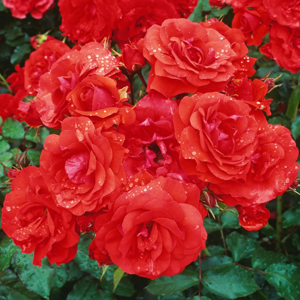 Bare Root Climbing Rose V81556