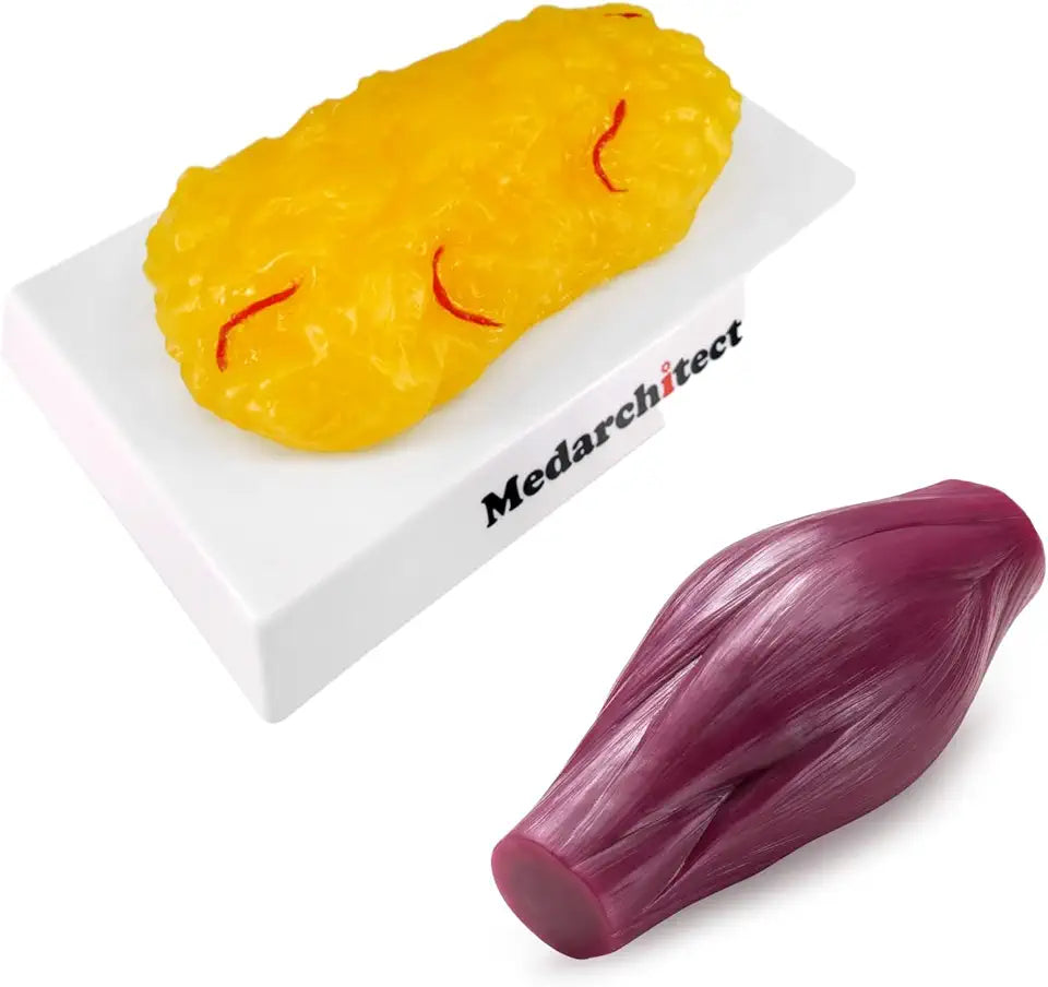 Human Body Fat & Muscle Replica 1 lb J15339