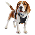 Black No Pull Dog Harness Y143
