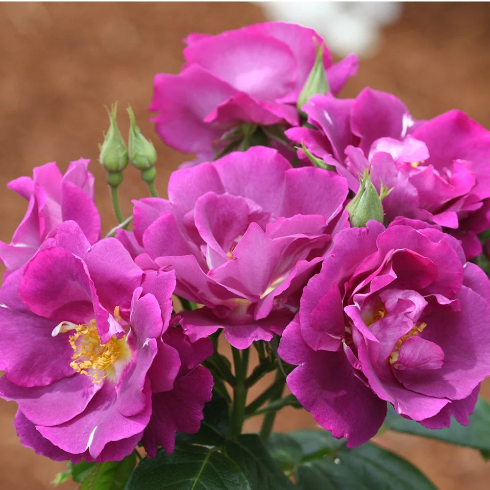 Purple Lavender Shrub Rose Bush G783