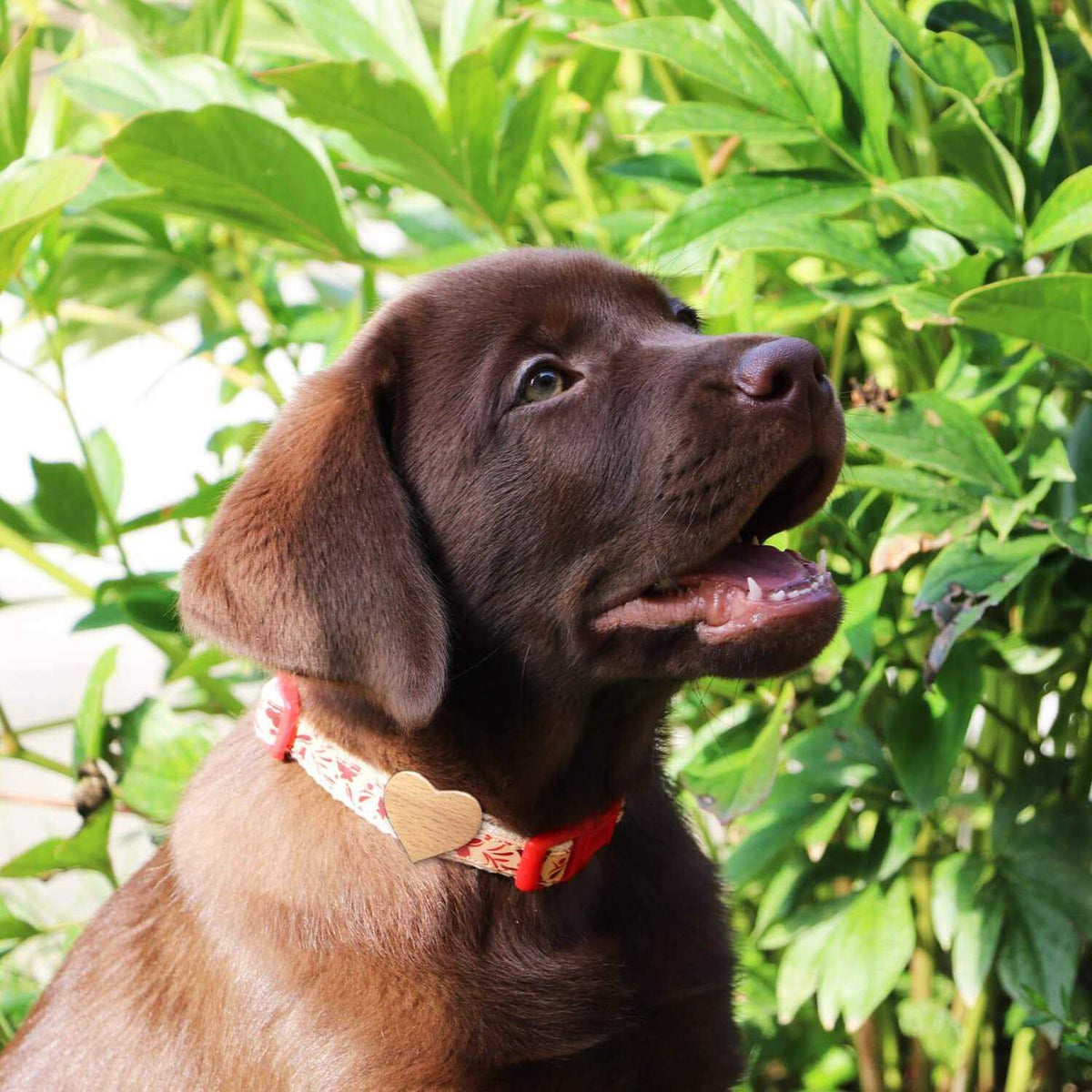 Heart Dog Collar E48788