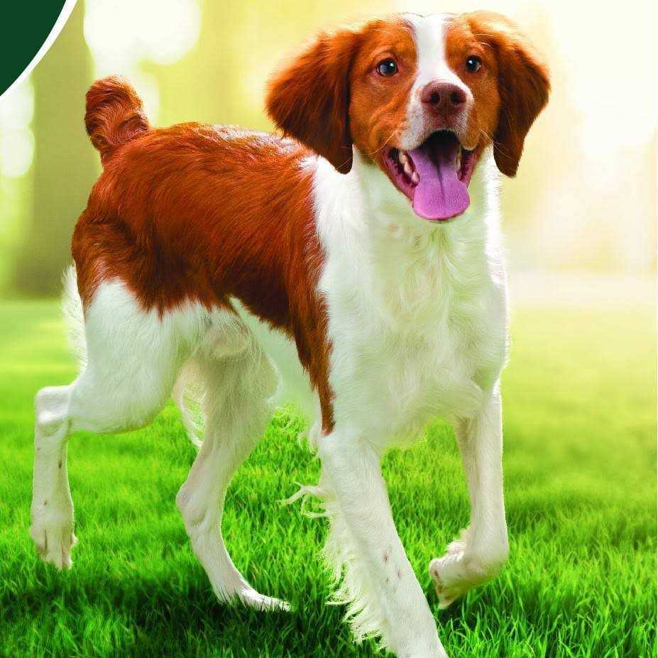 Chicken Superfoods Adult Dry Dog Food U1603
