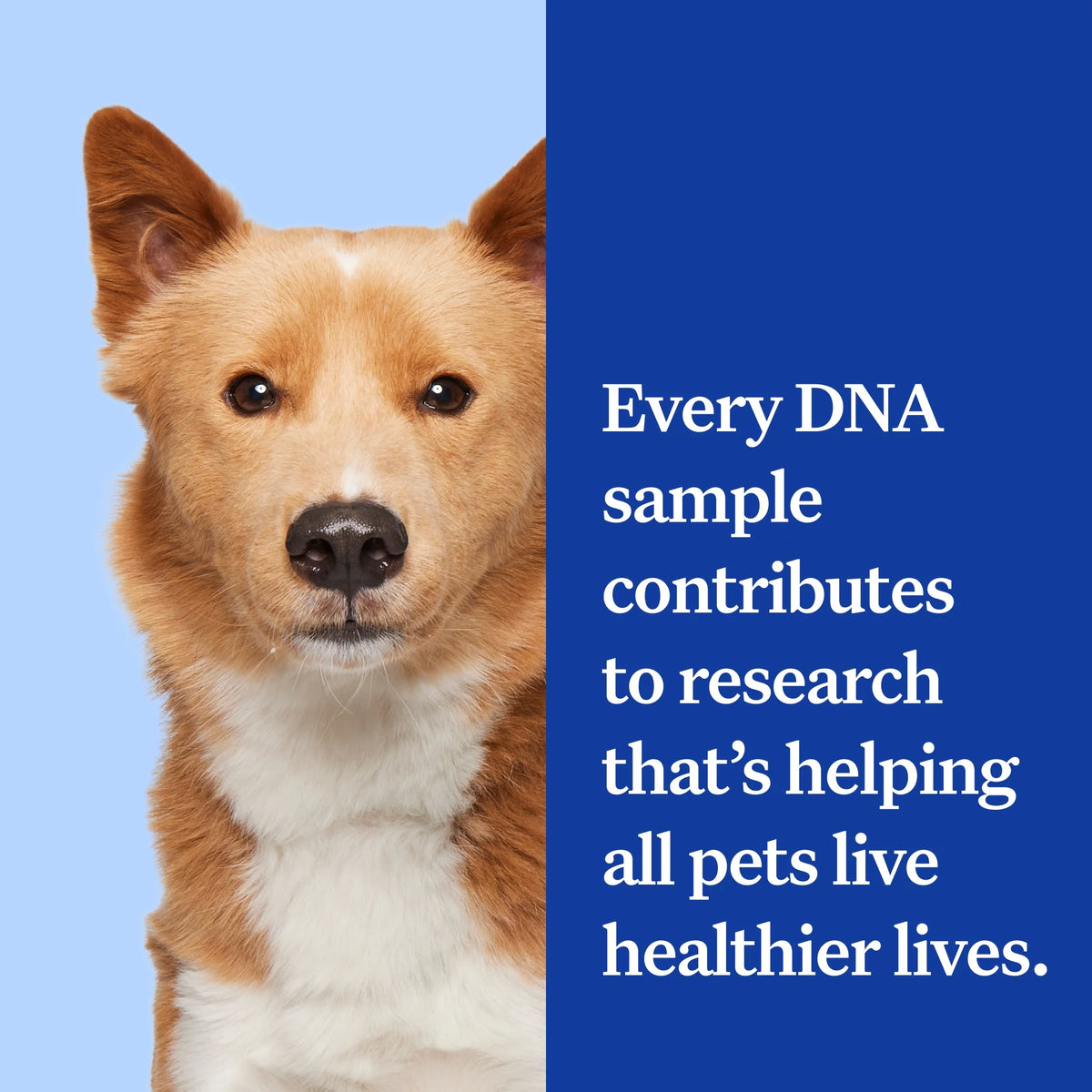 Dog DNA Test O3588