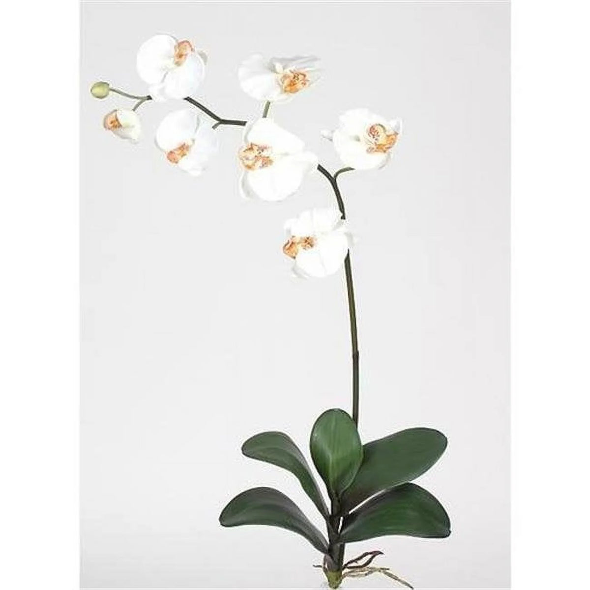 Cream Silk Orchid Flower with Leaves 6 Stems E34245