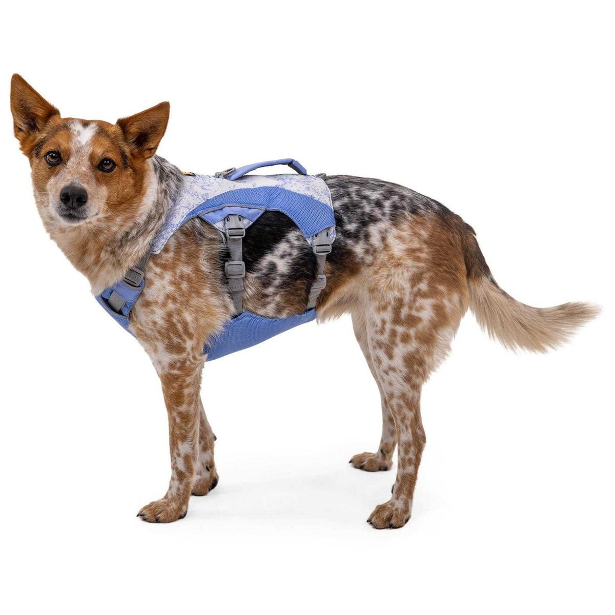 Dog Harness M253