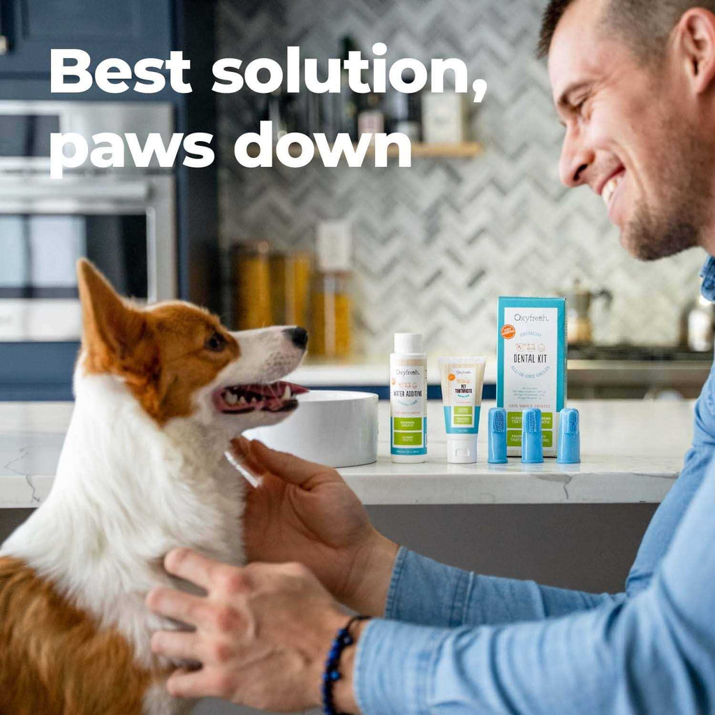 Pet Dental Kit N491758