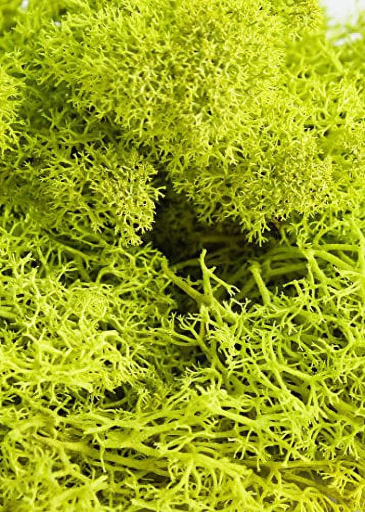 Preserved Reindeer Moss 3lb Chartreuse T81809