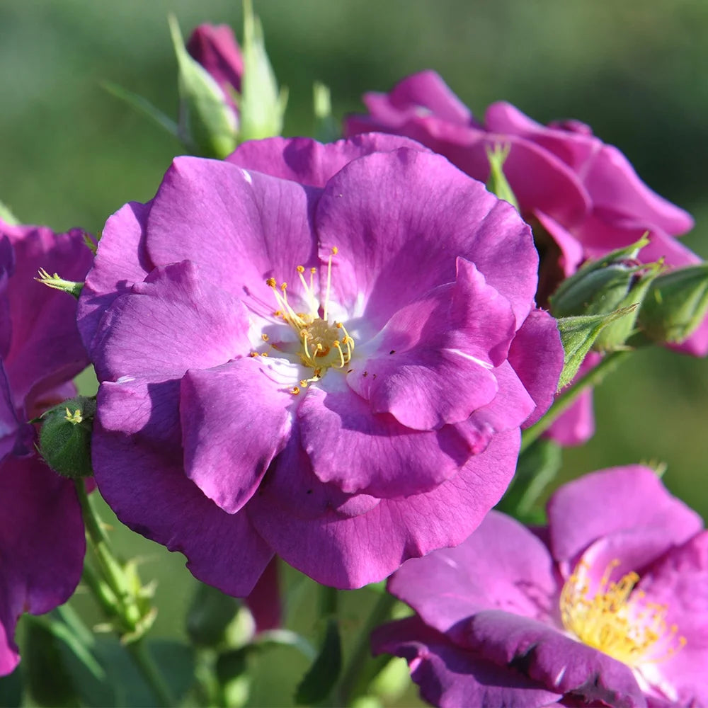 Purple Lavender Shrub Rose Bush G783