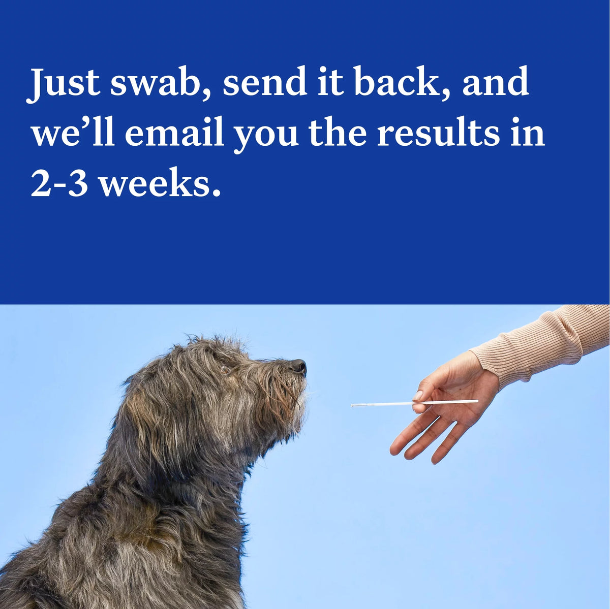 Dog DNA Test O3588