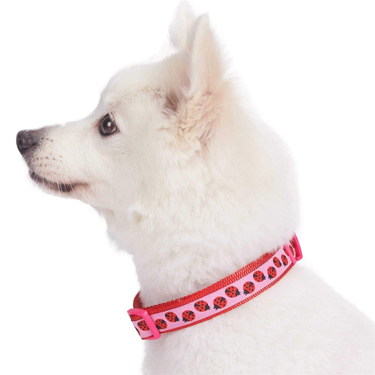 Dog Collar I161