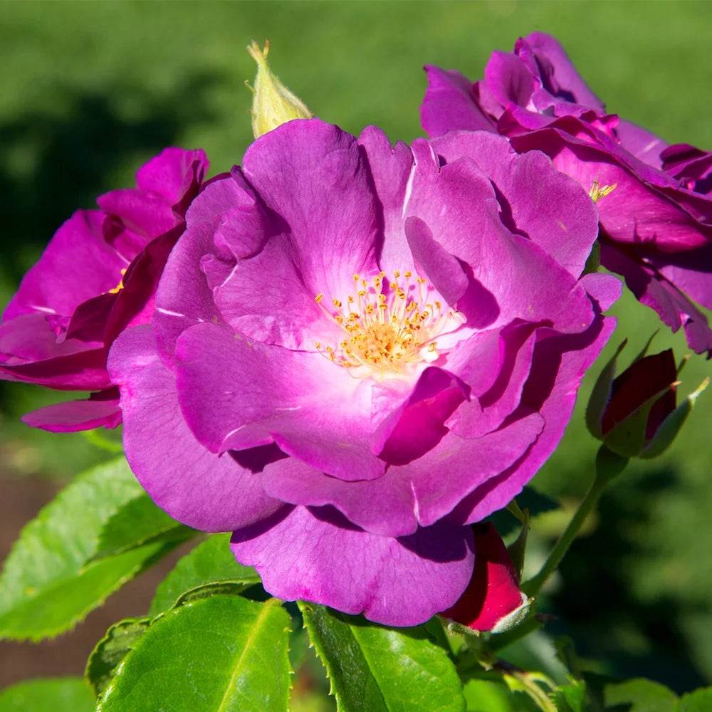 Purple Lavender Shrub Rose Bush G783