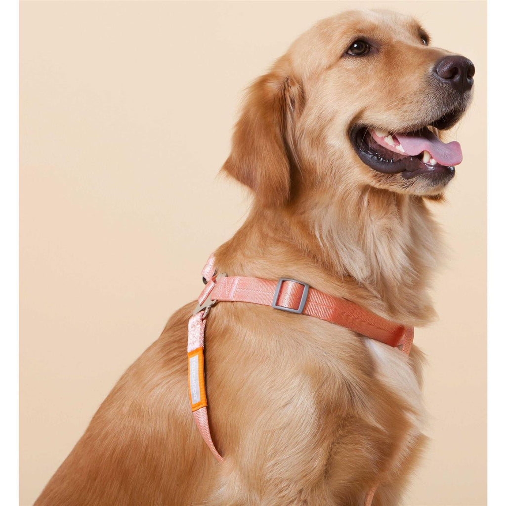 Durable Nylon Dog Harness and Leash D727984
