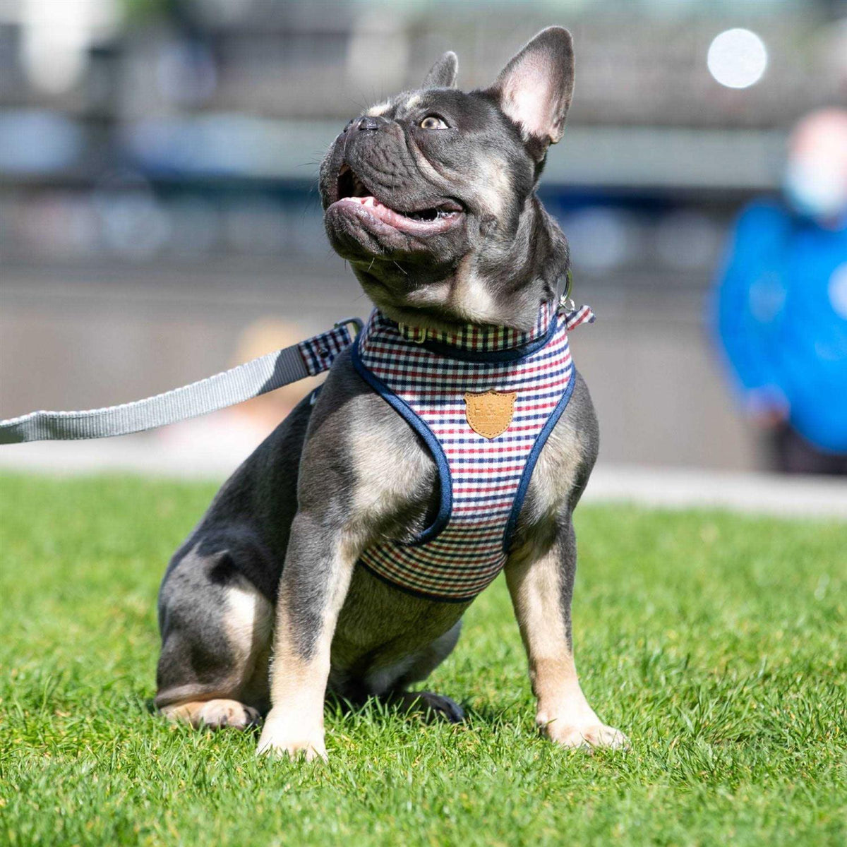 Nylon Dog Collar A533640