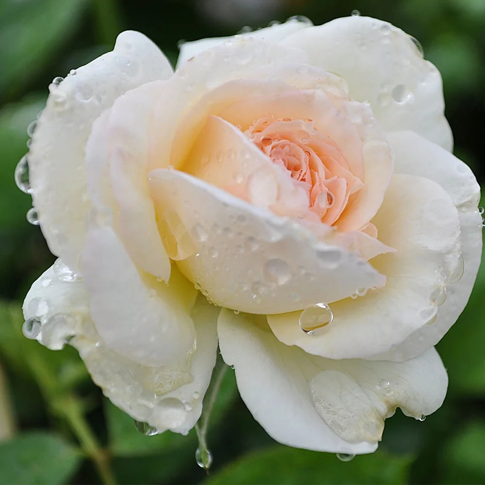White Climbing Rose Bush X1431