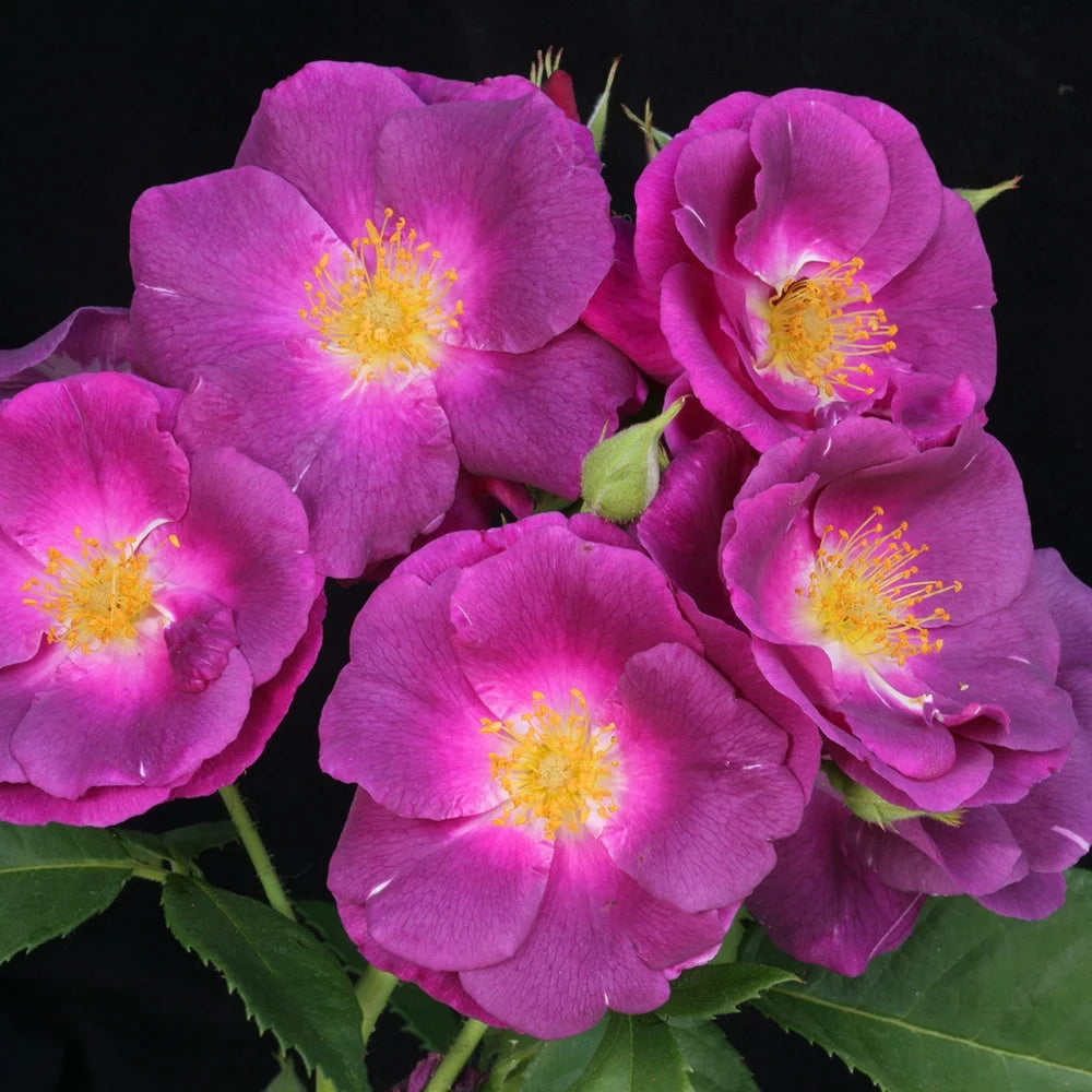 Purple Lavender Shrub Rose Bush G783